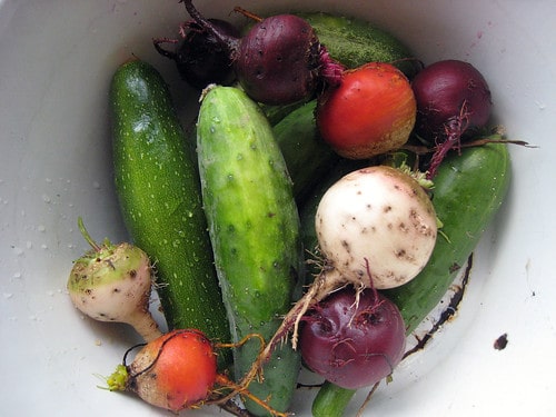 harvest