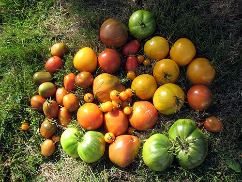 Last of the Tomatoes