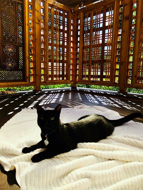 Bisbee on the hot tub cover