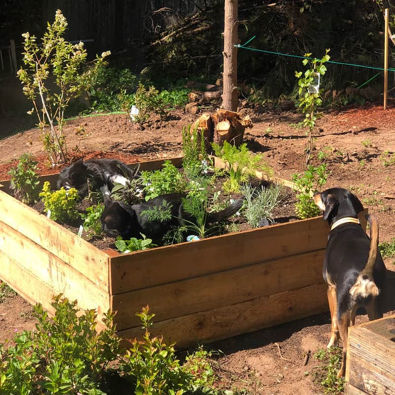 Square-Foot Gardening (Animals)