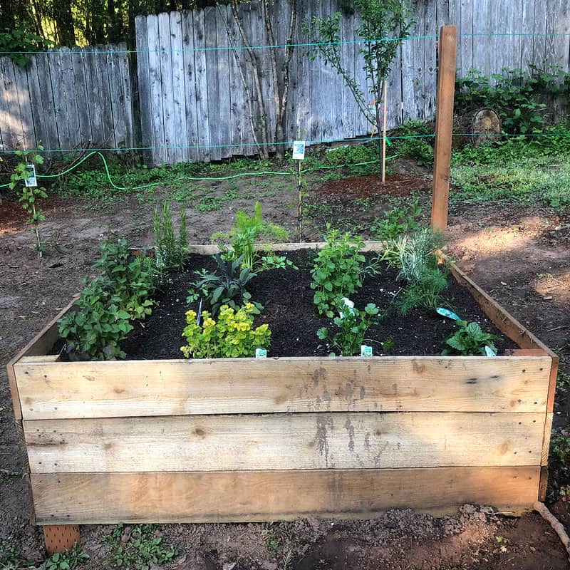 Square-Foot Gardening (Herbs)