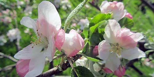 Apple Blossoms