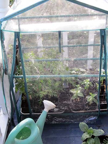 Greenhouse