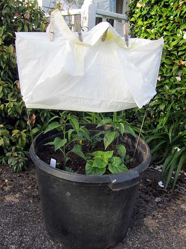 Pepper Pot