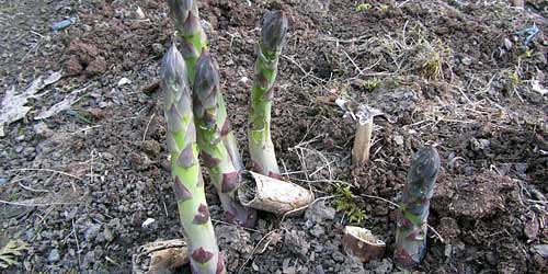 Asparagus