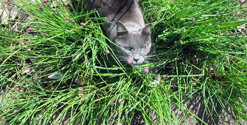 Chives (and Weed)