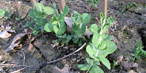 Peas