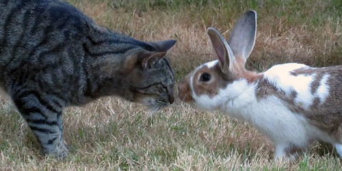 Silver and His Rabbit Friend