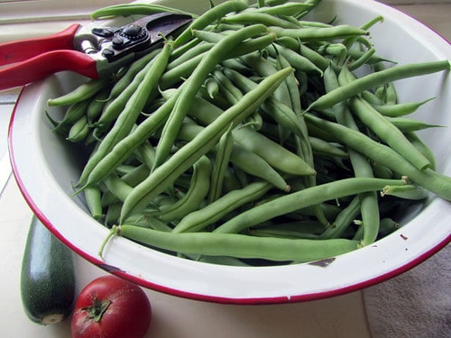 Bean Harvest