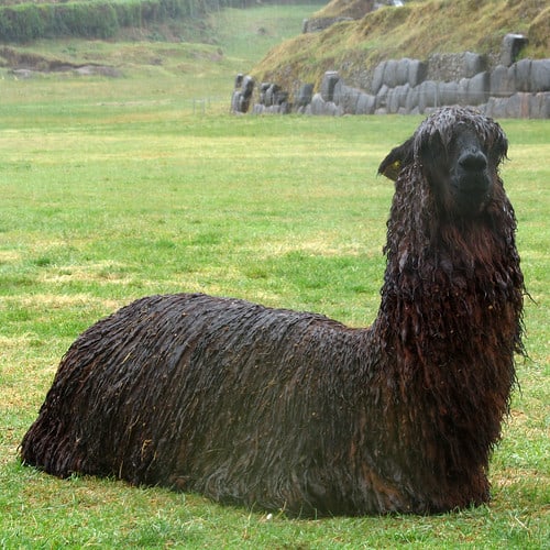 Alpaca at Saqsaywaman in Cuzco, Peru