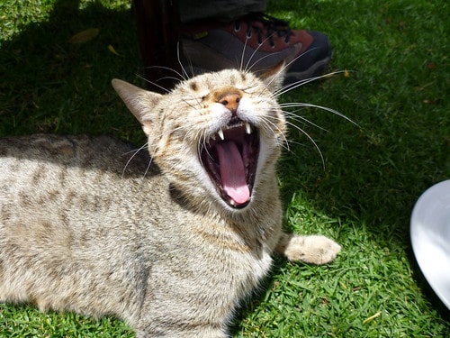 Yawning Cat
