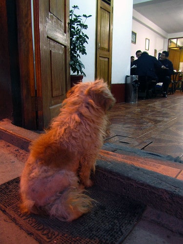 Patient Dog