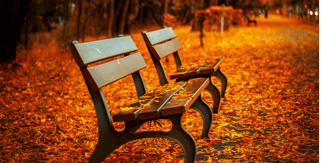 A fall day in the park