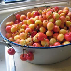 The cherries we picked from the neighbor's tree.