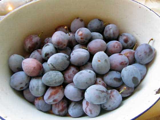 Plums from our tree
