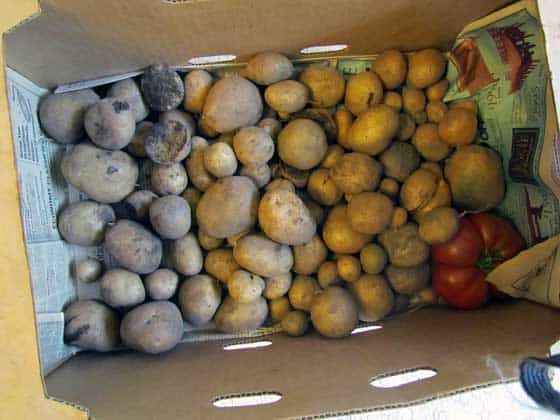 Potatoes from our garden