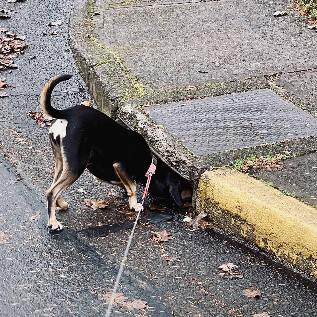 Tally, sniffing a drainage ditch