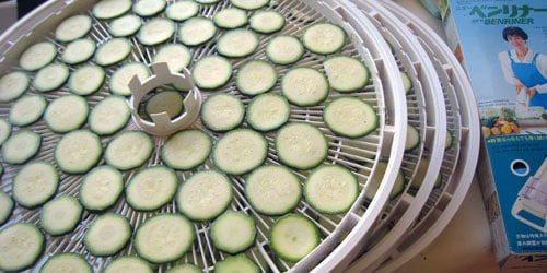 Zucchini slices ready to be dried in the food dehydrator.